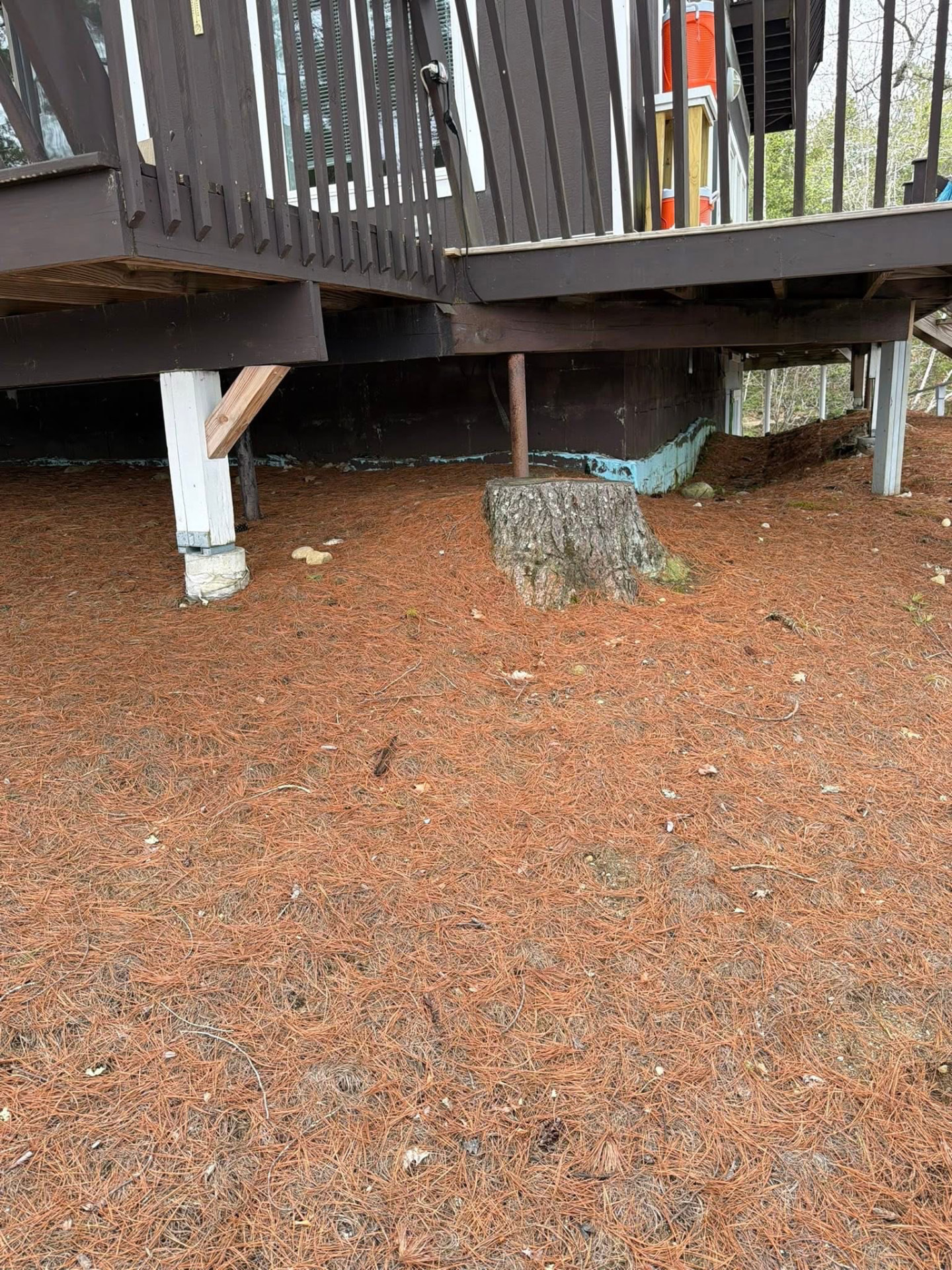 Large pine stump under a raised deck before grinding
