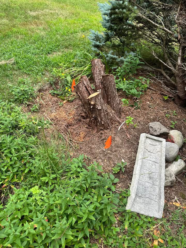 Tree stump marked with orange flags in a landscaped bed before grinding