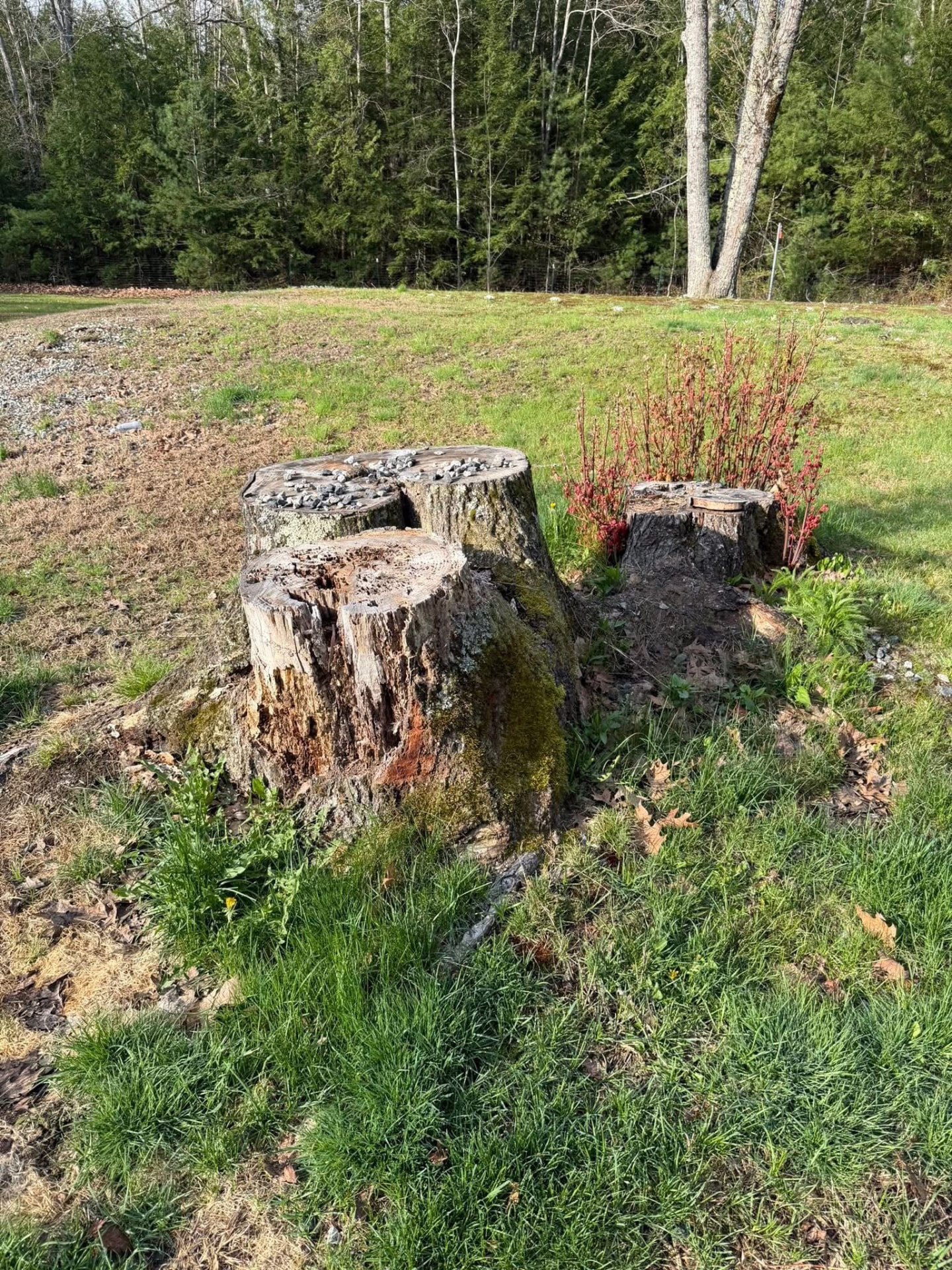 Two weathered tree stumps in a back lawn before removal